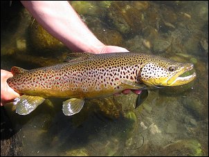 A large spring season brown trout