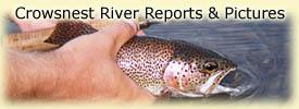 Click for Crowsnest River reports and pictures!
