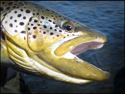 A classic big Bow River brown trout