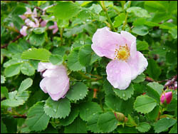 Wild roses on the banks of the Crowsnest