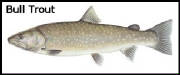 Click here for Bull trout status in Alberta