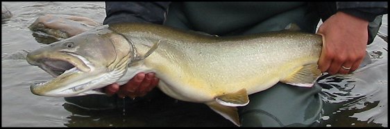 A huge Bull Trout taken from the Bow River