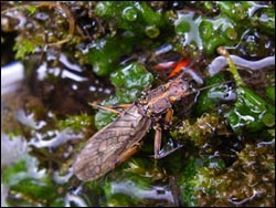 adult-golden-stonefly-at-waters-edge.jpg