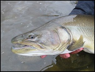 Big Bow river bull trout