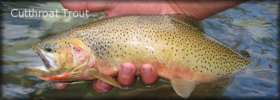 Cutthroat Trout - click here for more information