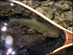 A small but beautiful Cataract Brook trout