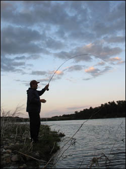 Angler battling Bow River bullet at dusk