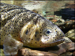 underwater-shot-of-monster-cutthroat.jpg